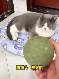 AP AIMAYAPET Natural Cat Catnip Snack Ball Cat Mint Ball Cat Mint Toys Catnip Toys Cat Food High  Interactive Treats Toys