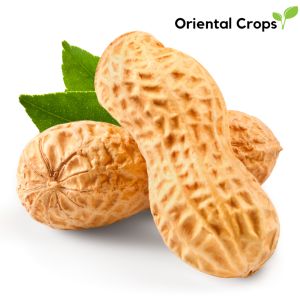 peanut mani nut seeds for planting outdoor garden plant