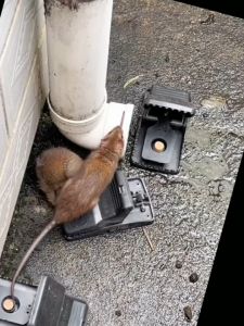 Perangkap Tikus Besar Alat Pembasmi Penjepit Jebakan Canggih Super Kuat PROMO Beli 5 Lebih Murah