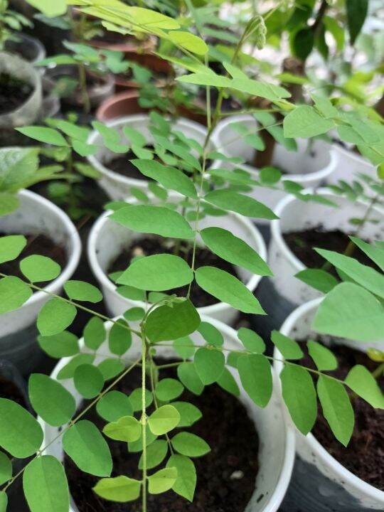 Kamias seedling | Lazada PH