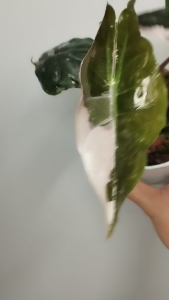 alocasia chantrieri variegated pink (อโลคาเซียชานเทอรี่ด่างชมพู) ไม้ต้น อนุบาลแล้่ว