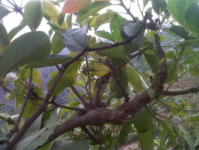 BENALU POHON ALPUKAT SEGAR/BENALU ALPUKAT/OBAT HERBAL/500GRAM | Lazada