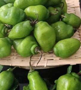 cabe gendot bandung cabai bendot bandung super pedas 1kg cabai setan