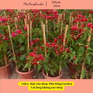Hoa Giấy Đỏ Lửa cao 80cm đã có hoa | Lỗi 1 đổi 1 Hoa ra quanh năm phù hợp khí hậu 3 miền chăm sóc dễ dàng trang trí ban công sân vườn(ảnh thật)!