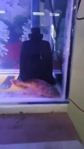 ROSSTON RS 104 POMPA AIR CELUP AQUARIUM LOW WATT HEMAT