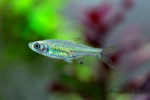 Rasbora Bankanesis /Ornamental fish/Freshwater/Readystock