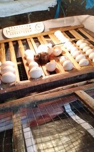 telur fertil ayam KUB 1 /KUB 2 untuk ditetaskan