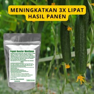 Pupuk Booster Mentimun Pelebat Organik Cepat Berbuah Lebat Besar Anti Rontok Pembesar Mentimun