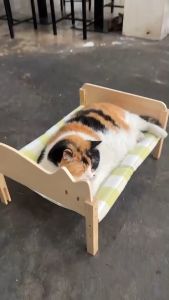 HostTail รวมเบาะนอนทุกรุ่นสำหรับน้องหมาน้องแมว ราคาที่สุดใน e-commerce ไม่ยาก