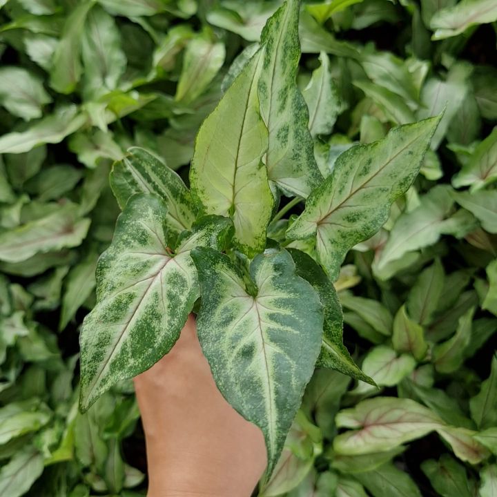 ต้นออมมณี ไม้ฟอกอากาศ ไม้มงคล พร้อมกระถาง 3 นิ้ว