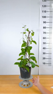 Cây Giống Chanh Dây Ngọt Trái Vàng Hương Ổi - Cây Khỏe Dễ Trồng - Trái Thơm Ngọt - Cây Giống Vân Anh