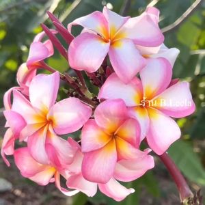 ต้นลีลาวดี ต้นลั่นทม สายพันธุ์ “ ชมพู ร.5” สีชมพูแซมขาว ดอกใหญ่ มีกลิ่นหอมอ่อน กิ่งชำสูง 60-70 เซนติเมตร ในกระถาง 6 นิ้ว (ส่งแบบถอดกระถาง ห่อตุ้มราก)