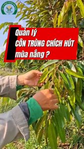 (Giá sỉ 10 gói) Thuốc trừ sâu BOMBI GOLD 500WG - hiệu Tiêu Rầy Thái 100gam - DẠNG CỐM - MÁT CÂY - mát bông - mát trái