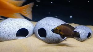 Rennas Fish Tank Cichlid Stone Shrimp Breeding Rock Cave Fish Tank Decoration Rocks Pebble Stone