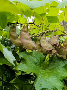 Batao Seeds (20seeds/pack) - Vegetable Seeds-A682