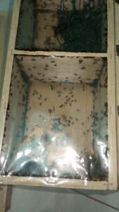 Klanceng Sarawakensis: Jenis, Desain & Penggunaan