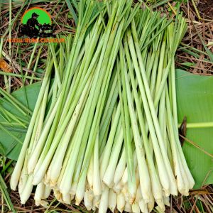 Serai SEGAR 1000g untuk Bumbu dapur dan Kesehatan - Hasil Bumi Cianjur