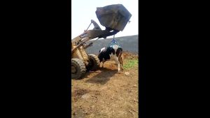 ชุดอุปกรณ์สำหรับการยกสัตว์ขนาดใหญ่ ส่งจากไทย - Cow Stand Support Stand Up Assist Device โครงใส่ขาตั้งสแตนเลสสำหรับฟาร์มโคนม