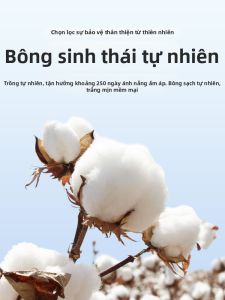 Bộ Đệm Bông Dày