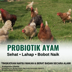 Probiotik vitamin ayamProbiotik ayam broilerProbiotik untuk ayamProbiotik ternak ayam kampung