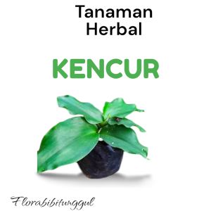 Bibit Tanaman Kencur Siap Tanam – Rempah Herbal Serbaguna & Mudah Dirawat siap tanam