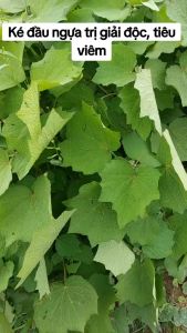 bầu cây thảo dược ké đầu ngựa giống