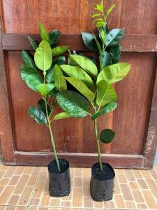 กิ่งมะนาวยักษ์ โปร ซื้อ 2 แถม 1 ท่ายาง เพชรบุรี (แบบกิ่งชำ) พร้อมส่ง