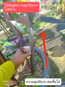 มะม่วง Colocasia Mamuang (ไม้ตัด) ไม้ไฮบริดตัวใหม่สวยมาก NEW HYBRID