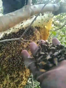 Madu Hutan Liar Asli