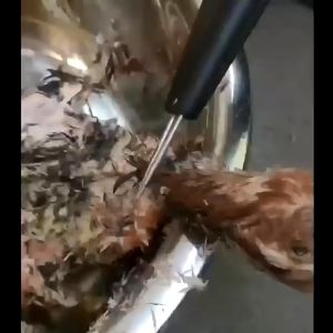 Chicken Plucker MachineHandheld Electric Poultry Feather Remover with Waterproof Switch Small Feather Removal Dehairing Duck