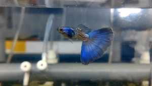 🐟Ajelis Guppy🐟 Metal Snakeskin Blue Tail Guppy 金属蓝蛇纹蓝尾孔雀鱼 - Aquarium Ornamental Fish Tuxedo Guppy Ikan Hiasan 孔雀鱼 大尾巴 三角尾 金属