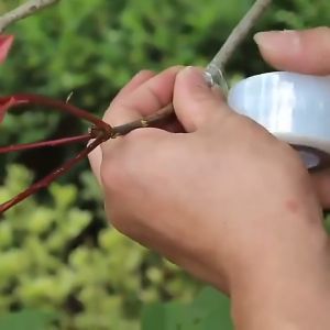 【Esatop】เทปพันกิ่งไม้ 3cmx120m เทปใสพันกิ่ง อุปกรณ์ทำสวน เทปติดตาต้นไม้
