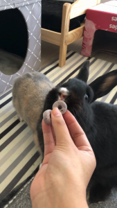 Mini Donut Variety Pack | No Furries Delights | Small Animal & Bird Treats