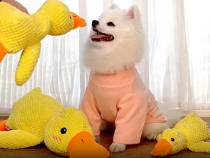 ของเล่นสัตว์เลี้ยง เป็ดเหลืองจำลอง ทนต่อการสึกหรอ และทนต่อการกัด เหมาะสำหรับสุนัขและแมว ของเล่นเสียง เหมาะสำหรับการงอกของฟันของสัตว์เลี้ยง ของเล่นแบบโต้ตอบ