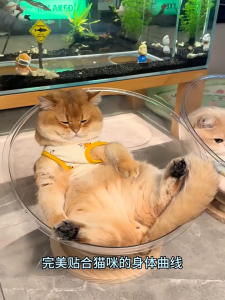 โซฟาแมวแคปซูลอวกาศสุดกว้าง การออกแบบเล่นนอนในหนึ่งเดียว เบาะใหญ่สุดมั่นคง แข็งแรง ต้านทานการพลิกคว่ำ พร้อมลูกบอลเล่นเกมในตัว วัสดุอะครีลิกใสคมชัดระดับสูง ฐานกว้าง 25 ซม. ออกแบบยกพื้น 6 ซม. ให้แมวเล่นได้อย่างอิสระ