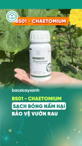 Chế phẩm sinh học BS01 Chaetomium Trị Thán Thư Sương Mai Đốm Lá Thối Trái Rau Màu - Phòng Nấm Bệnh - Bác Sĩ Cây Xanh