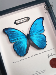 Butterfly Specimen In Frame Couples Birthday Gift