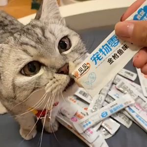 Same Flavor BUY 10 SHIP 20 Cat treats cat food wet food for kitten cats snacks temptations pet snacks treats cat