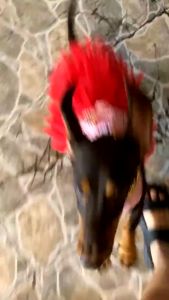 Đầm ren 2 dây cho Chó Mèo siêu yêu - Love Pets Shop