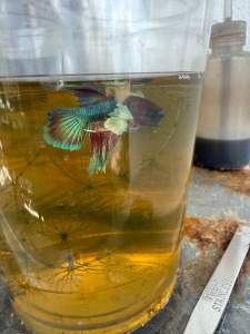 Neon dumbo multibreed