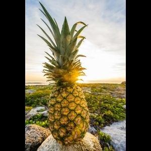 Thailand’s Finest AAA Pineapple Paste – 1kg | Perfect for Baking & Cooking