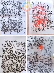 OSQ 10pcs Per Pack Sticky Glue Fly Flies Bugs Insects Pest Trap Catcher Board