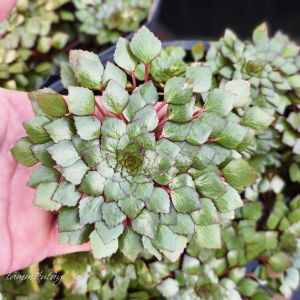10 cây ấu thái thủy sinh