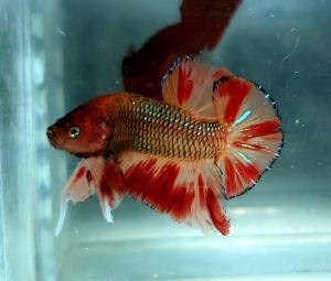 Amargeddon Vanda Halfmoon Plakat HMPK Betta Fish / Ikan Laga/ 斗鱼 (Not random fish）15
