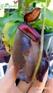 ต้นหม้อข้าวหม้อแกงลิง พันธุ์ N.Viking x Ampullaria Black x Hookeriana (ไวกิ้งแอมฮุก) (ส่งทั้งกระถาง 3 - 8 นิ้ว) ต้นหม้อถุงเงินถุงทอง ไม้กินแมลง ไม้แต่งสวน