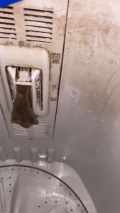 Pembersih Mesin Cuci Formula Ampuh Membersihkan Kuman Bakteri COD