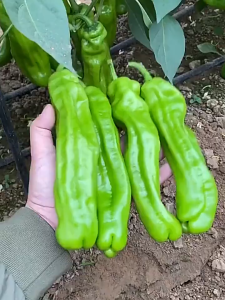 100seeds/pack-Japanese Sweet Shishito Peppers Vegetable Seeds - Basic Farm House-A694