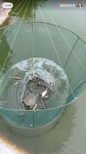 Vó bẫy tôm cua cá dạng tròn hàng loại 1 bung tròn ra 2m siêu đẹp siêu bền y hình