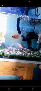 batu warna warni 1 kg batu hiasan aquarium aquascape hiasan pot taman batu kerikil murah batu alam