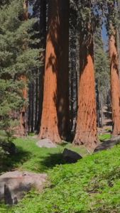 OMBRE NOMADE (Parfum aroma oud modern)